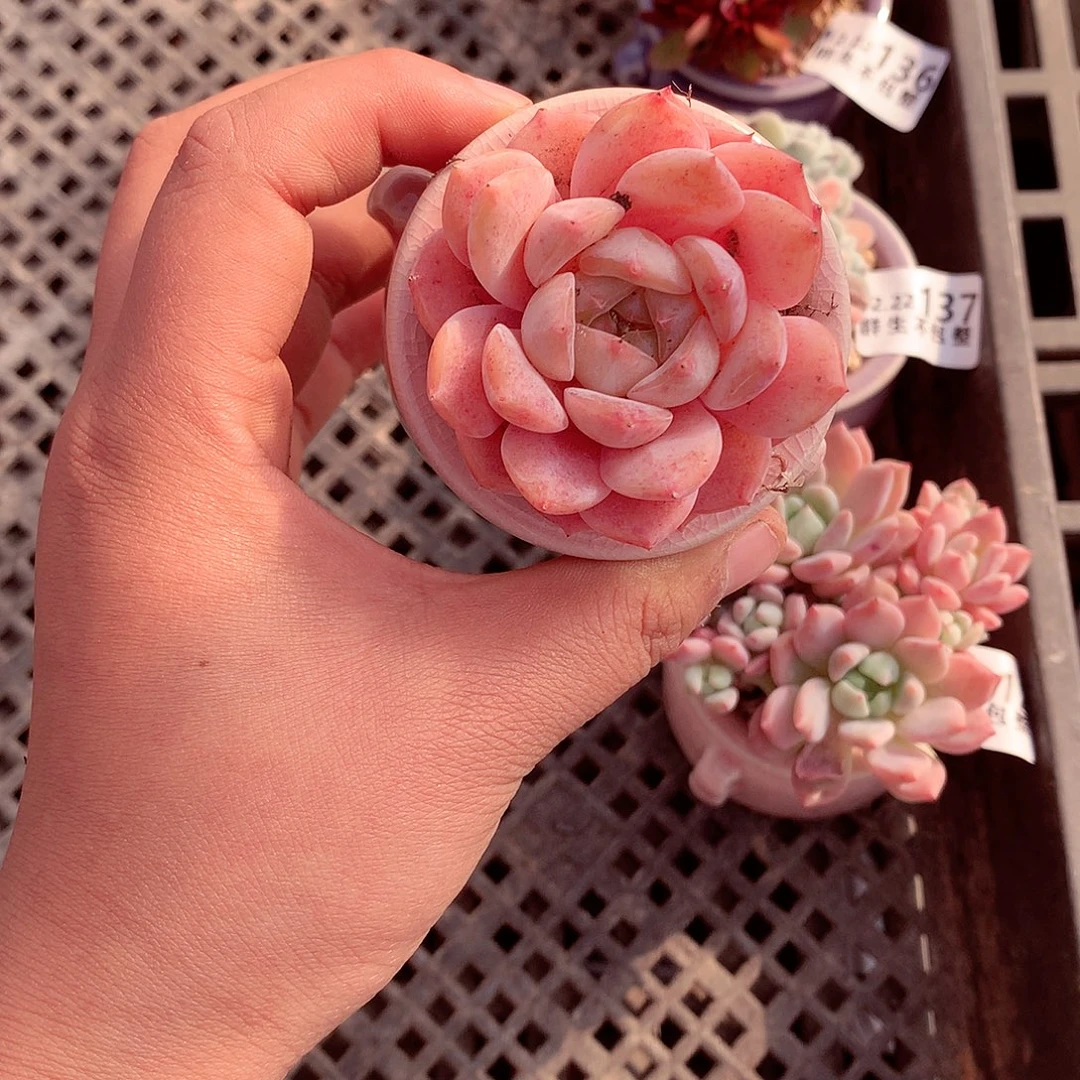 美肉肉哦哦哦哦哦哦哦哦