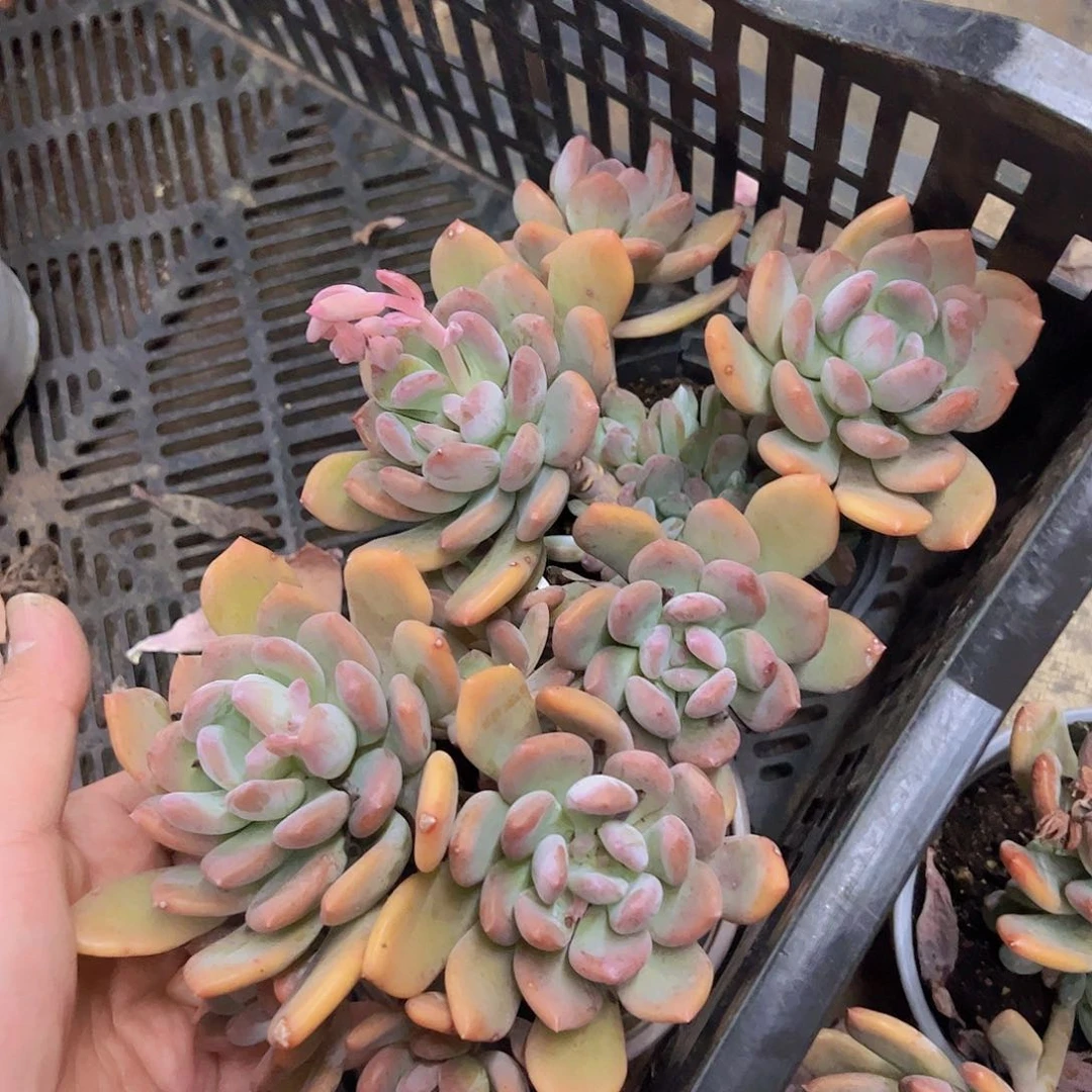 灰姑娘两盆三头起120杯