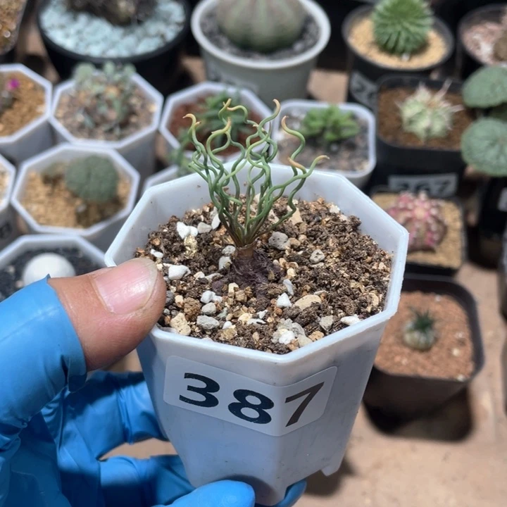 387方便面弹簧草