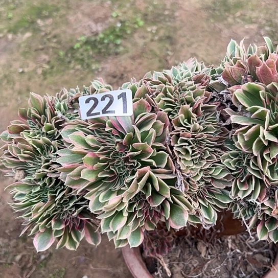 阳***笑多肉植物一个女神221