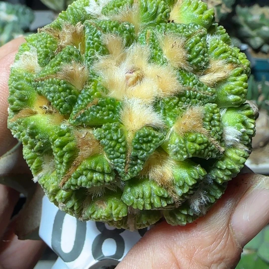 无花朵馒头大尤黑锦088