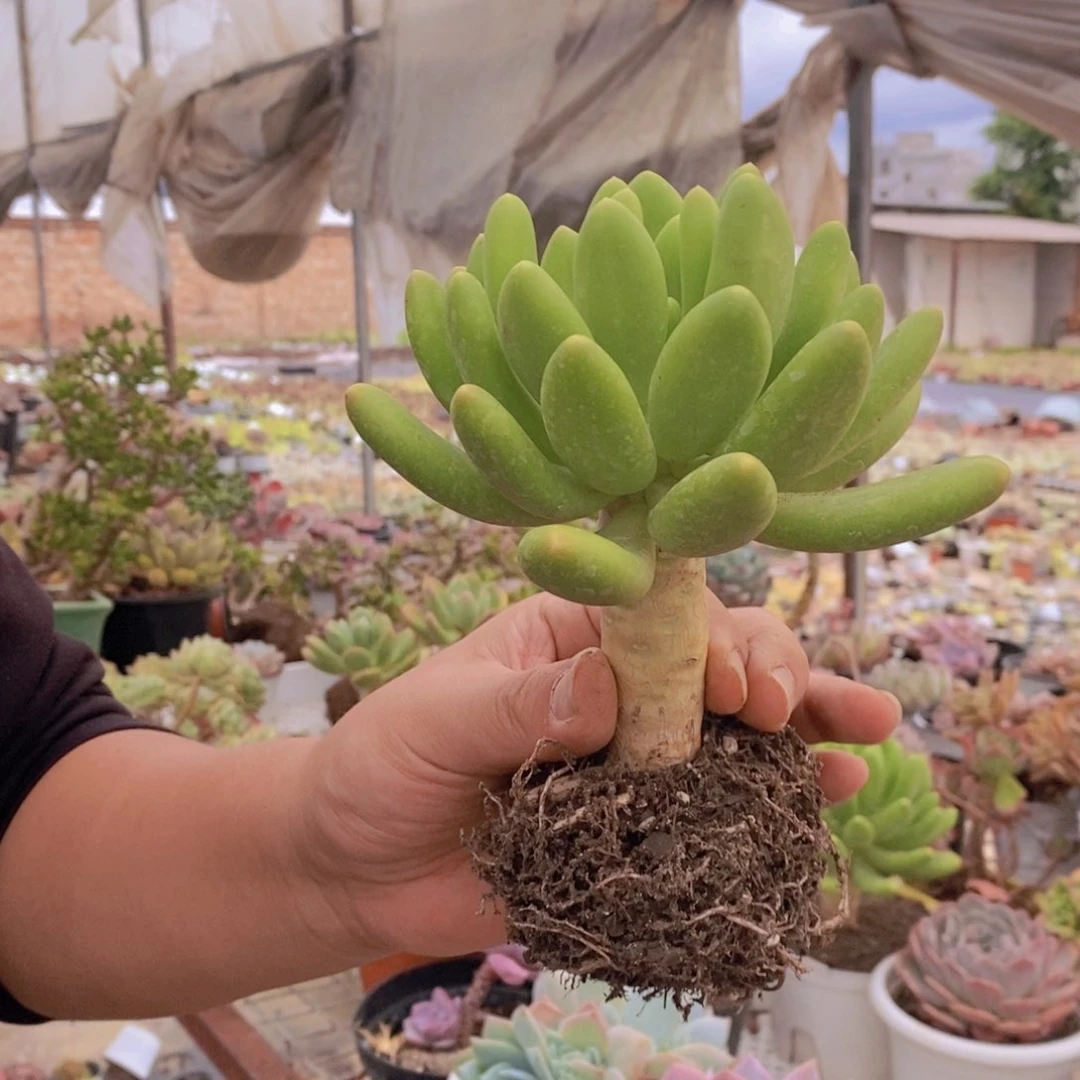 金蝉大单头老桩多肉