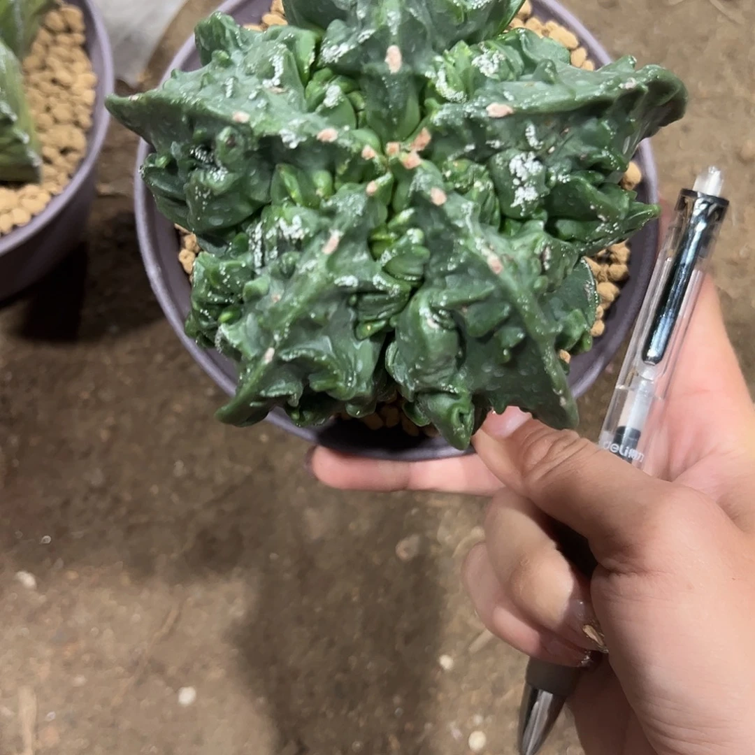 龘***龘实生鸾凤玉一物一拍