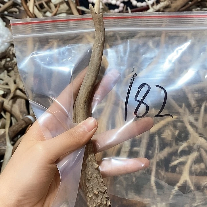 鹿角鹿角鹿角鹿角鹿角鹿角