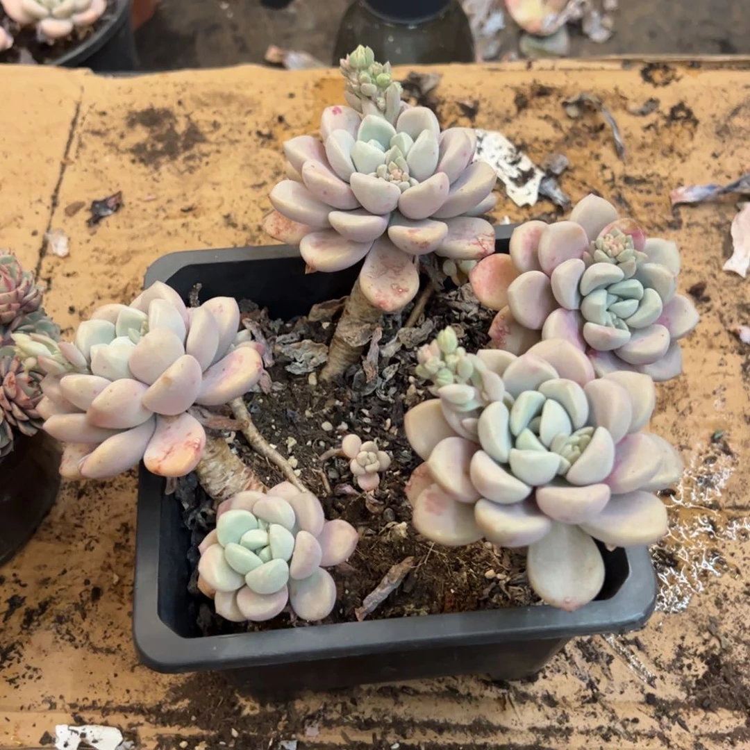 花瓣鹭五头起多肉