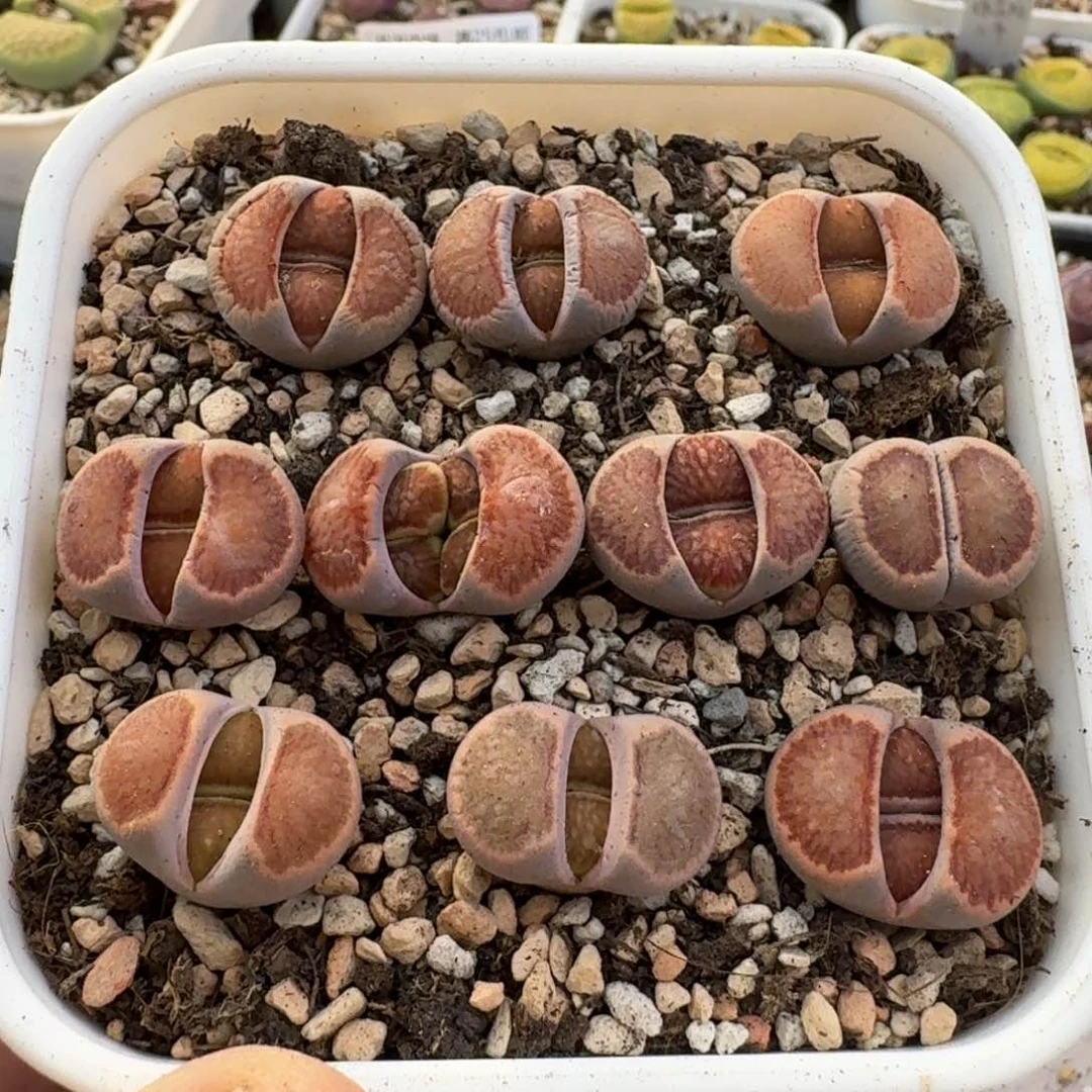 G914红窗菊四年准母本