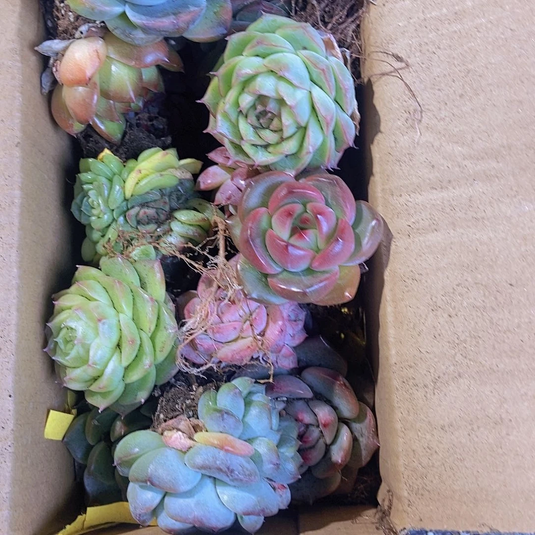 精品多肉植物大颗20