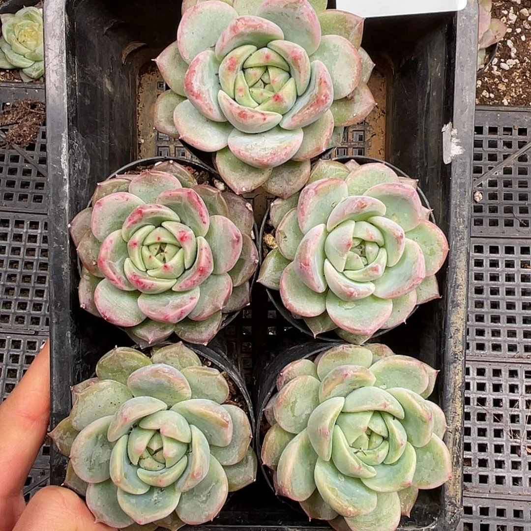 多肉一物一拍28-188