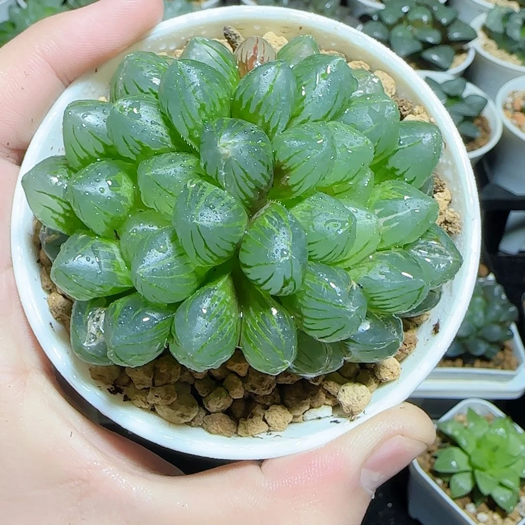 om灯泡多头原盆原土