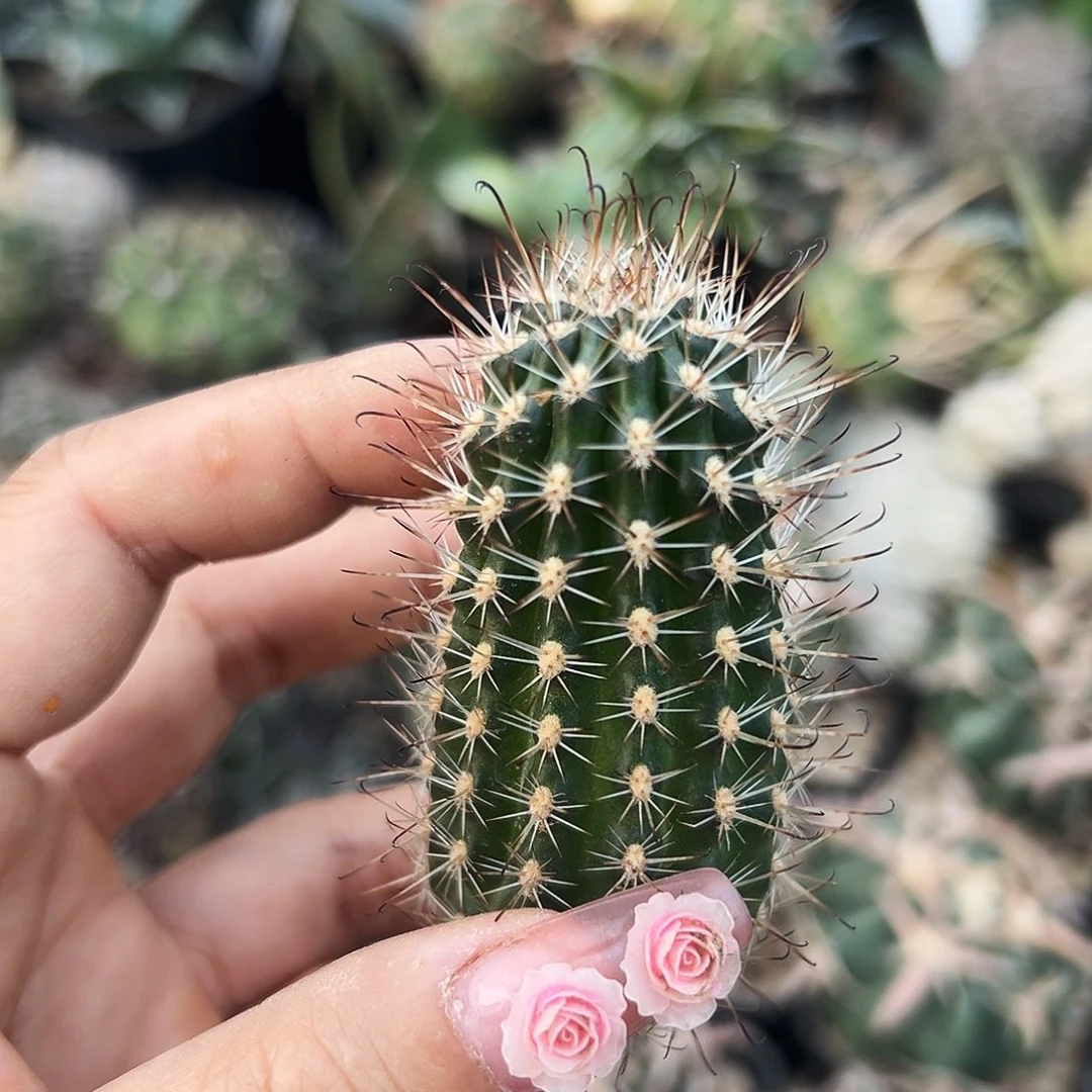 狼爪仙人球6666666