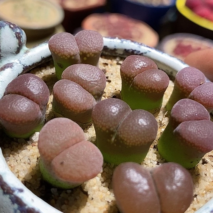 7559流沙风铃一颗