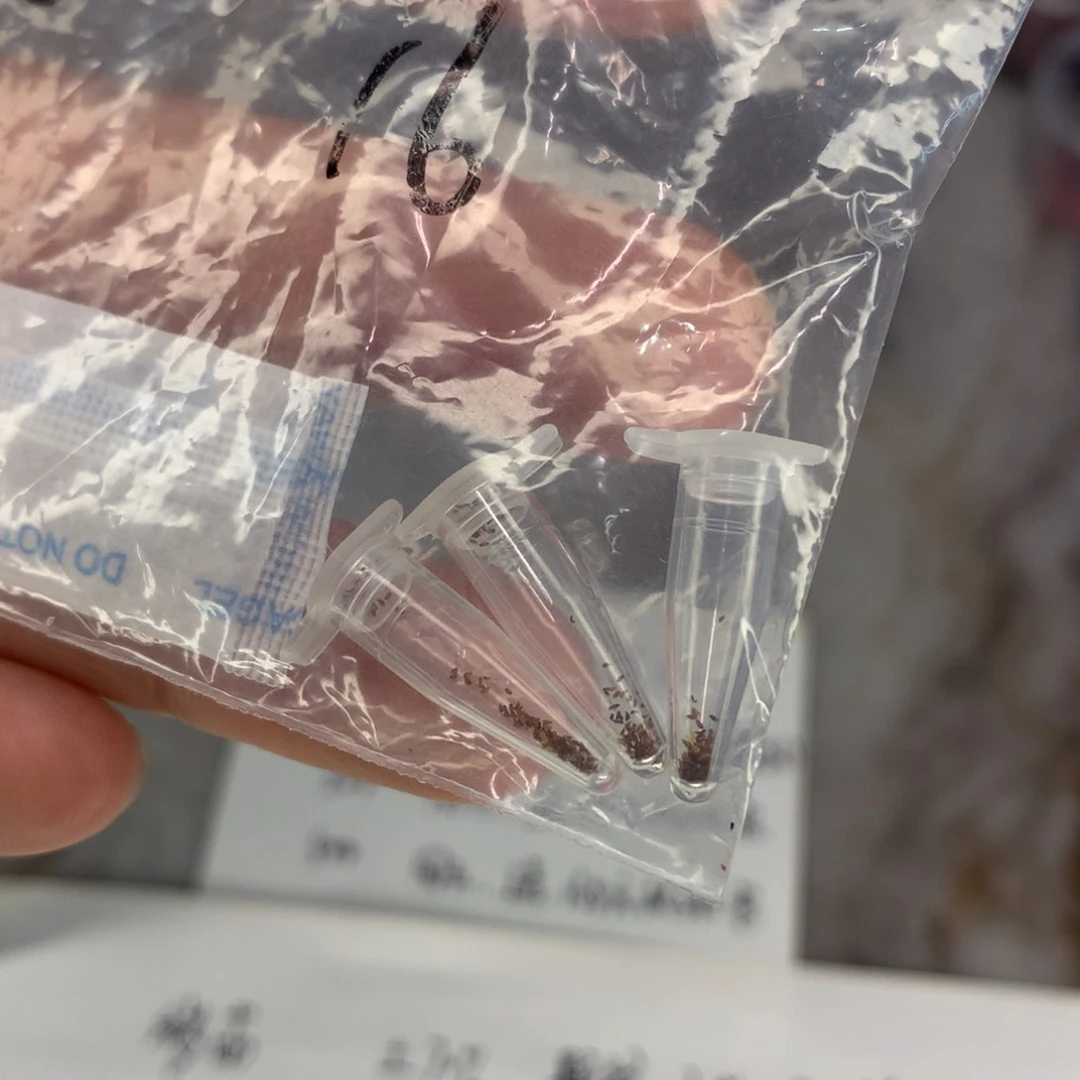 T*凝雪种子20粒一份