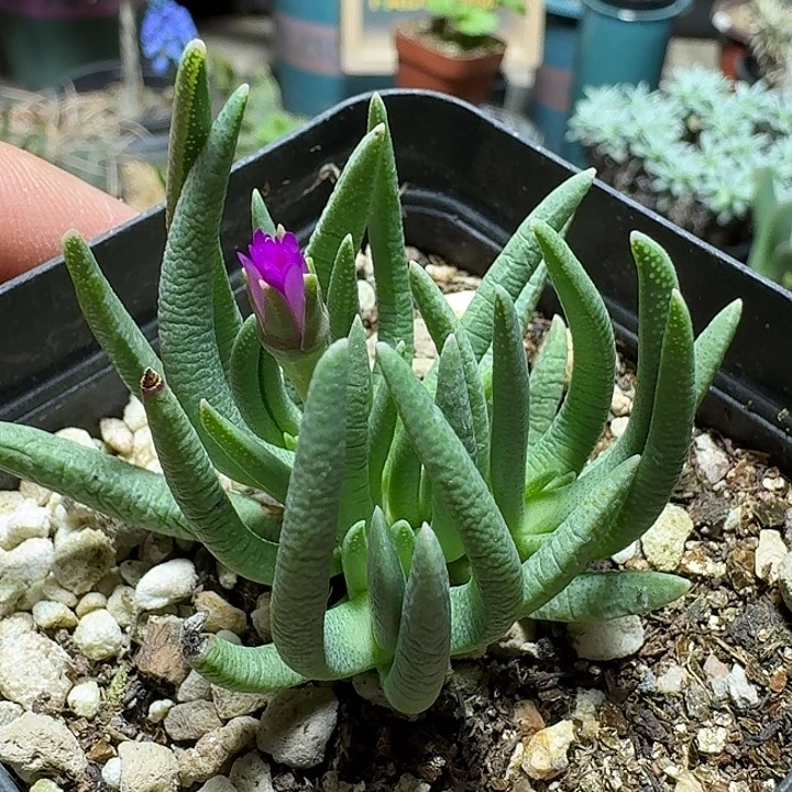 115美杜莎脱土发货