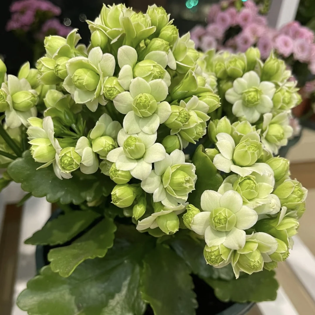 【绿巴黎】110盆绿色重瓣大花长寿花室内花卉