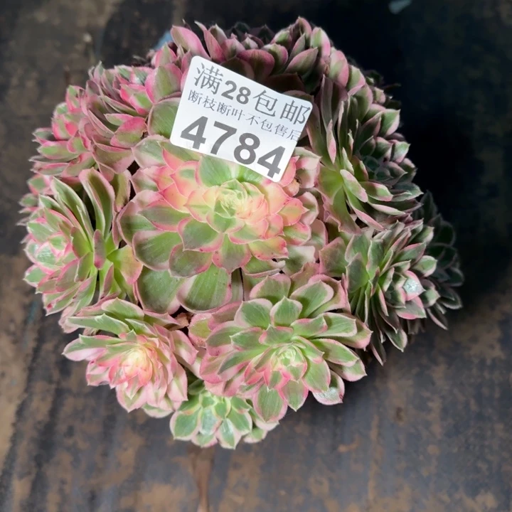 4784孔雀不包断枝