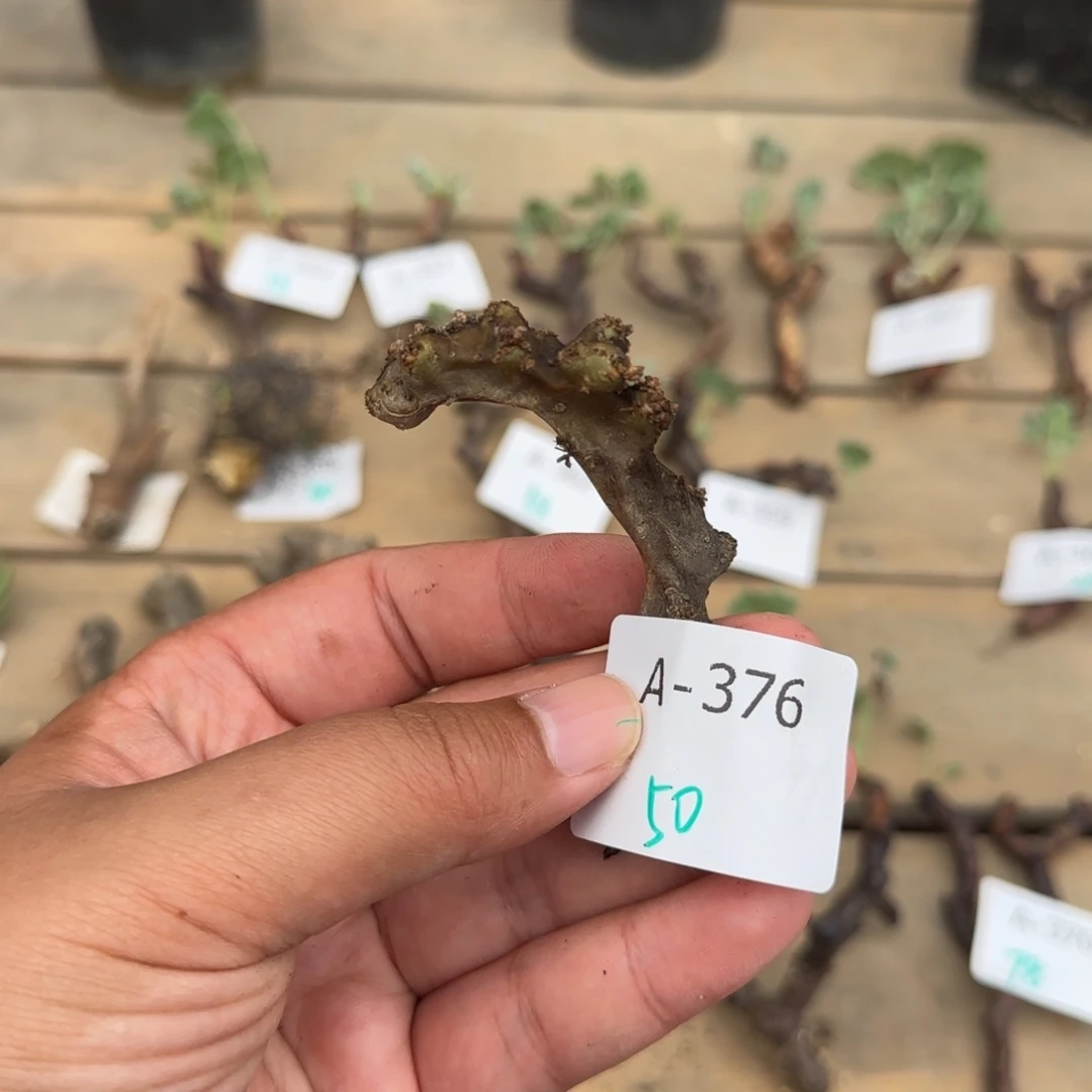 376黑皮月界断枝块根植物