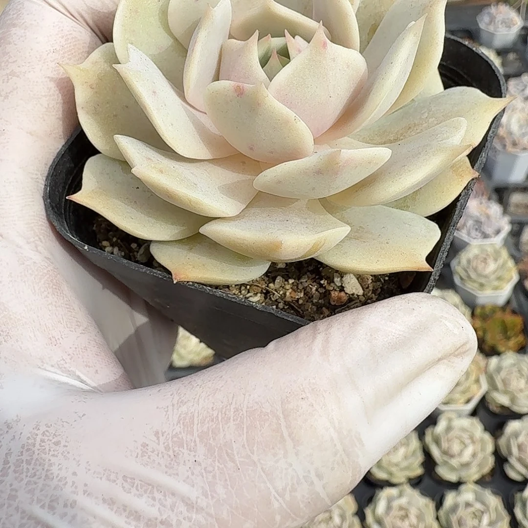 随机发六公分露娜莲满20包邮
