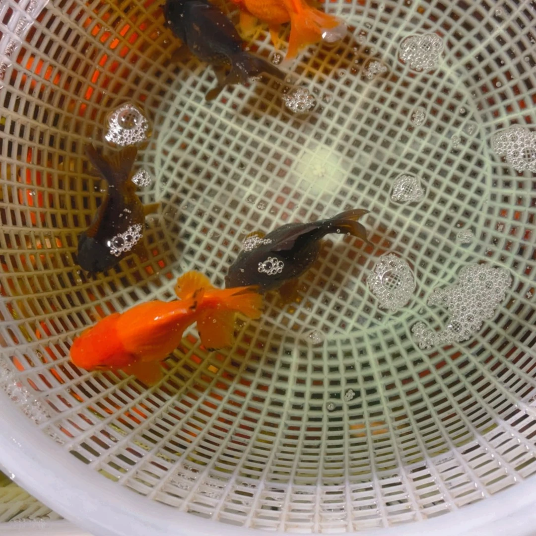 海水鱼三黑两红，6-9厘米（非一物一拍