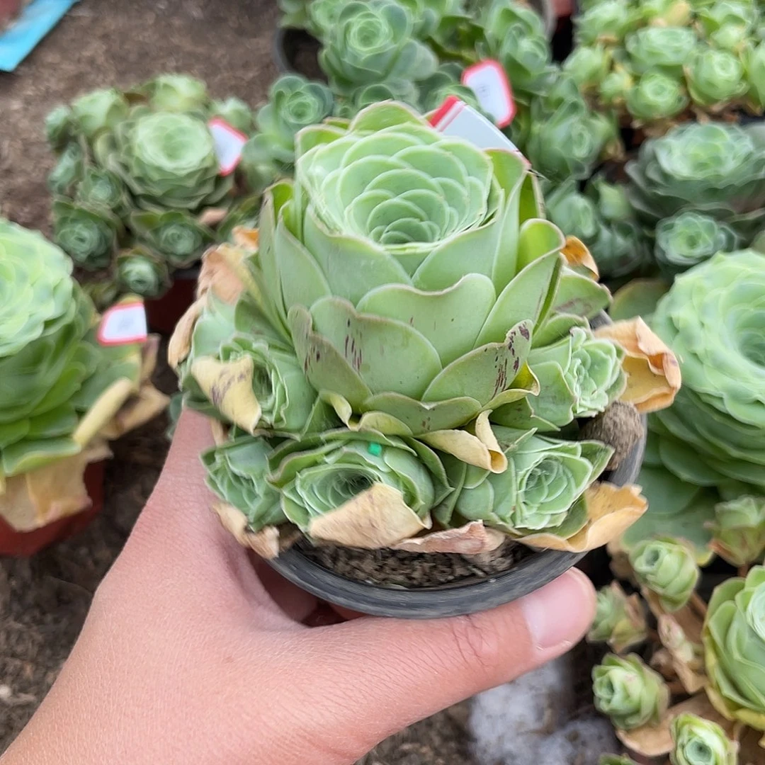 山地玫瑰女王群 174