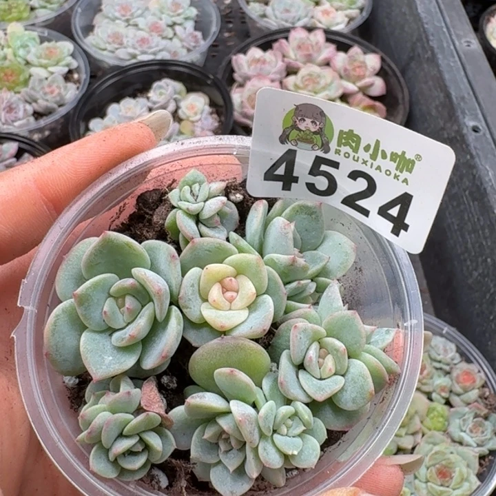 多肉植物多肉植物