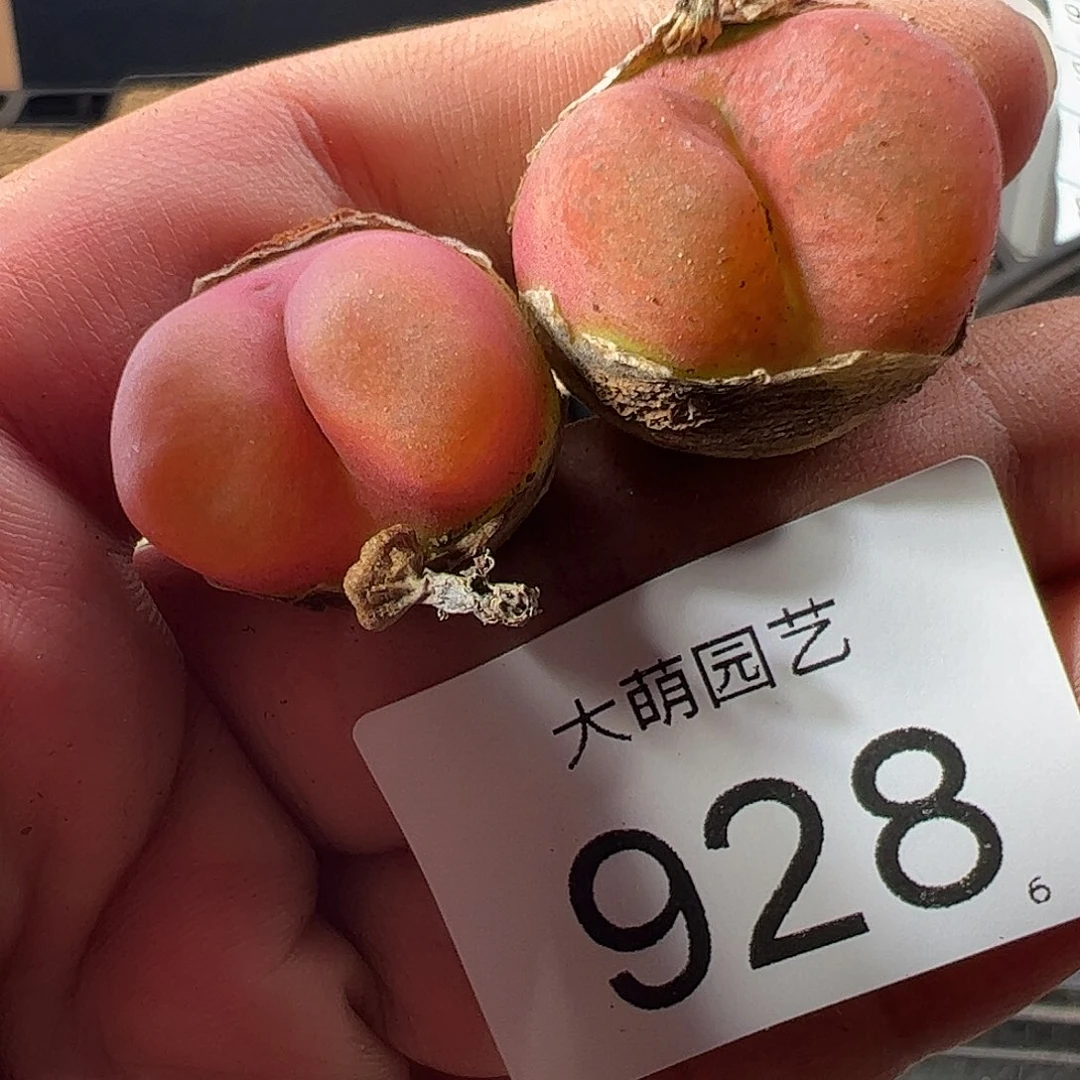 一物一拍。       928