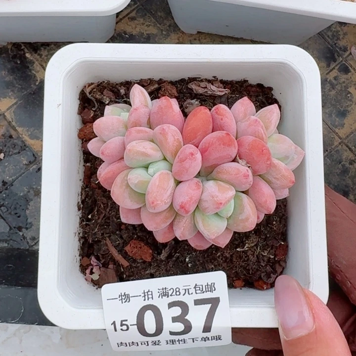 红洛神无盆土发货多