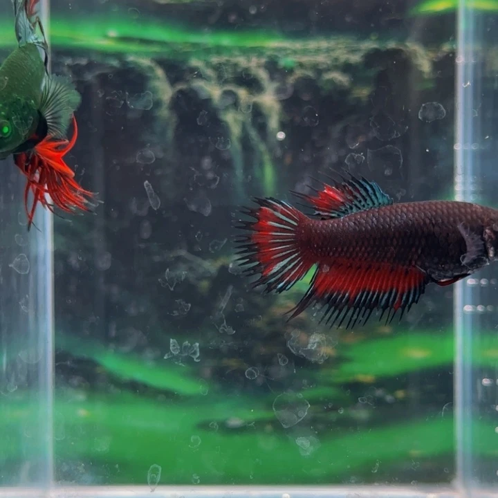 斗鱼那会因为别人想