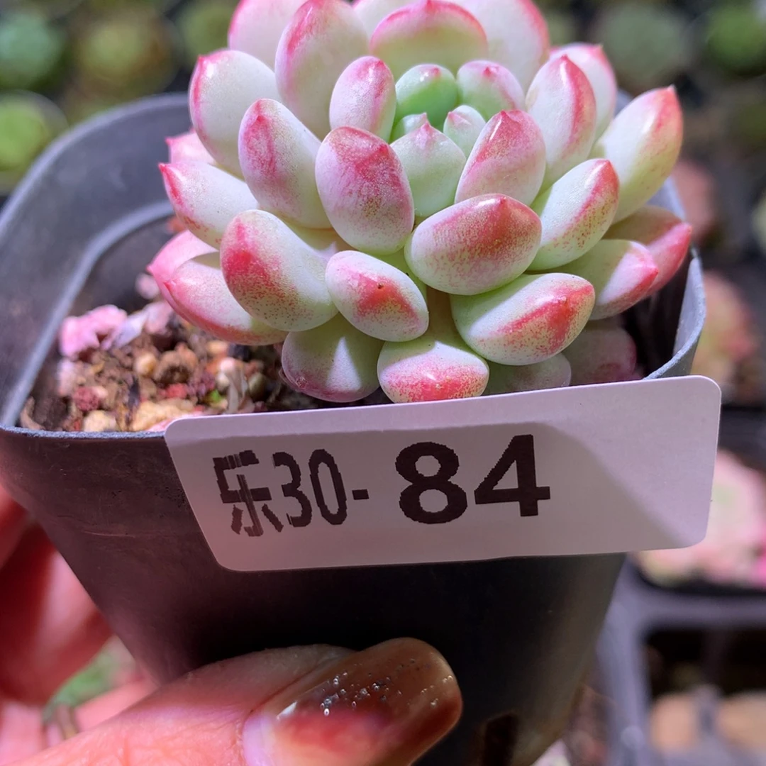 乐然30-84 珍珠豆