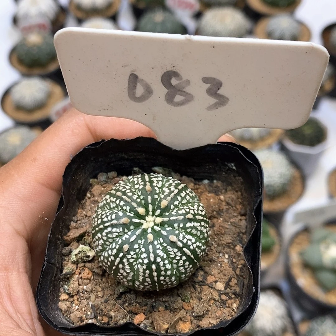 芳****083奇迹福利特价来了