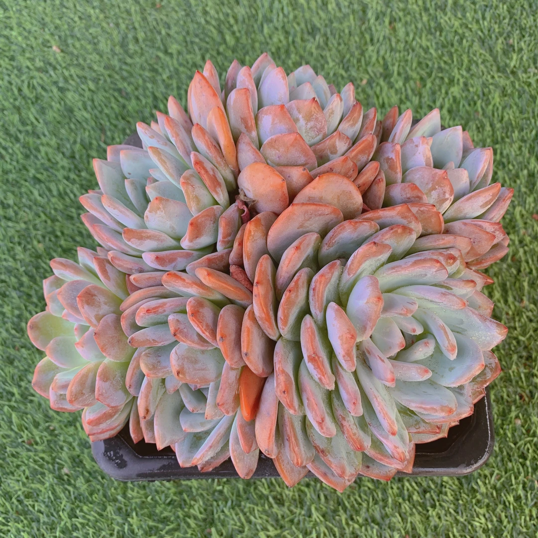 黄橙群15-18CM【花界草堂】精品多肉阳台盆栽新手易养一单包邮