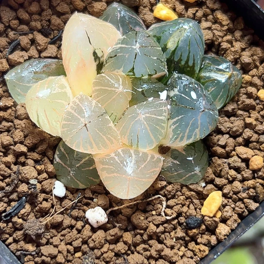 新叶糊斑om锦十二卷多肉