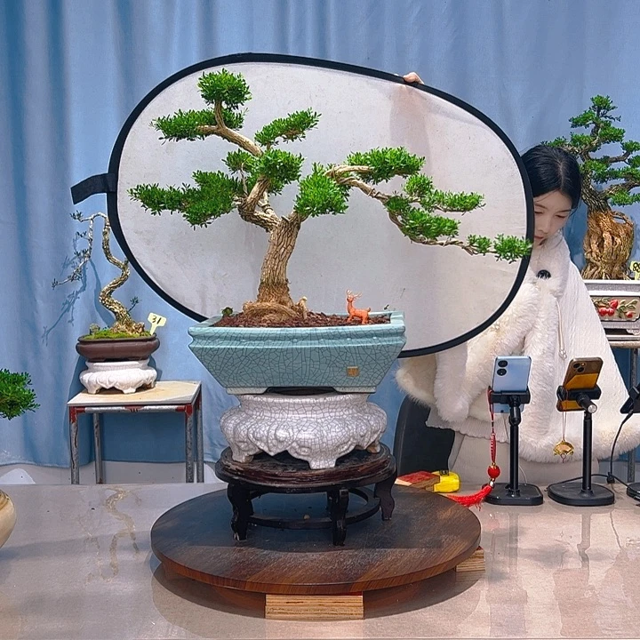 无花朵广东皱皮雀舌黄杨