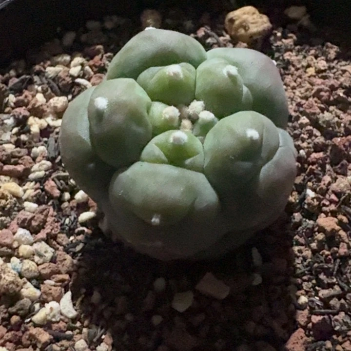 长谷川肋骨仙人球自跟