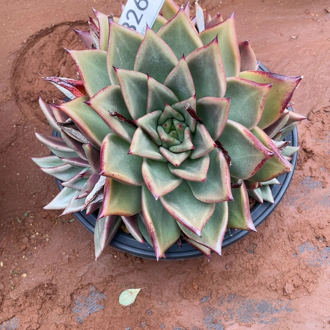 若如东云多肉单拍265