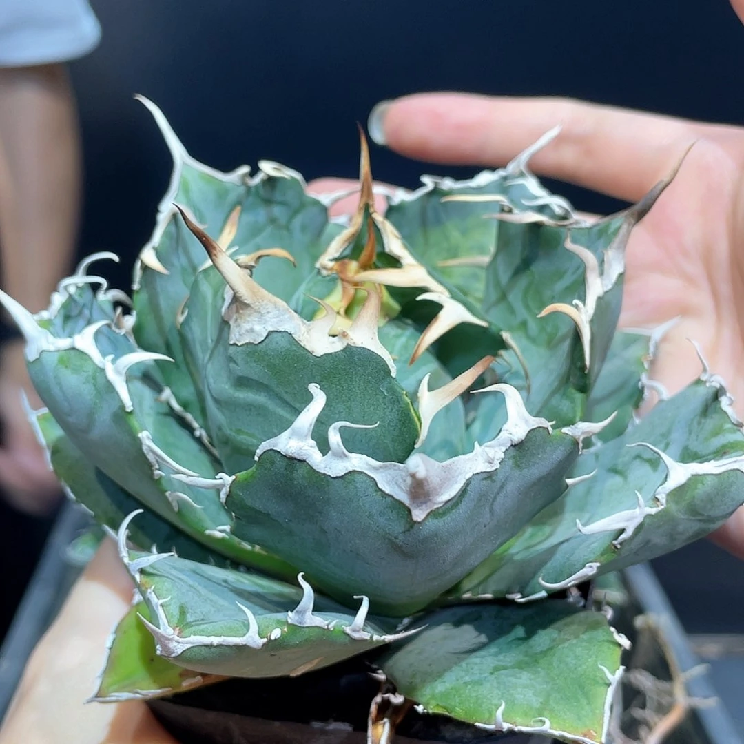 11cm顶盖正版白鲸仁王冠