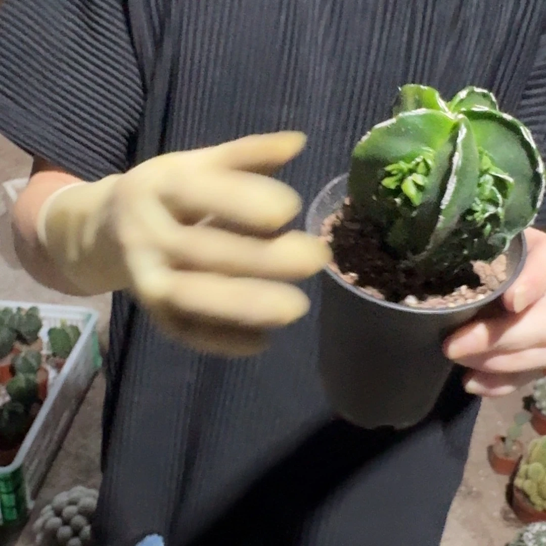 一行园艺【核桃软风雨】