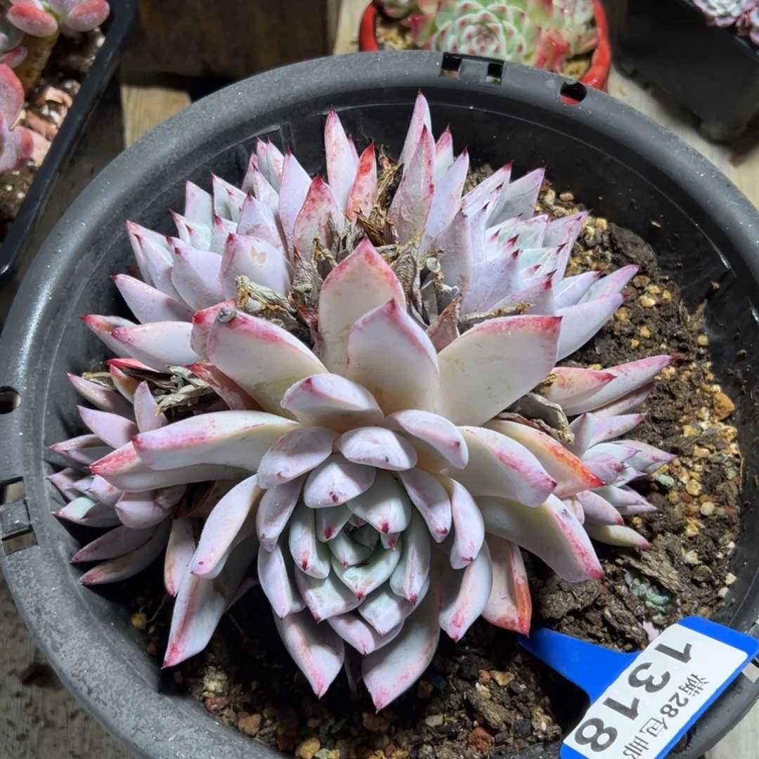 1318卡杂，冠服18公分