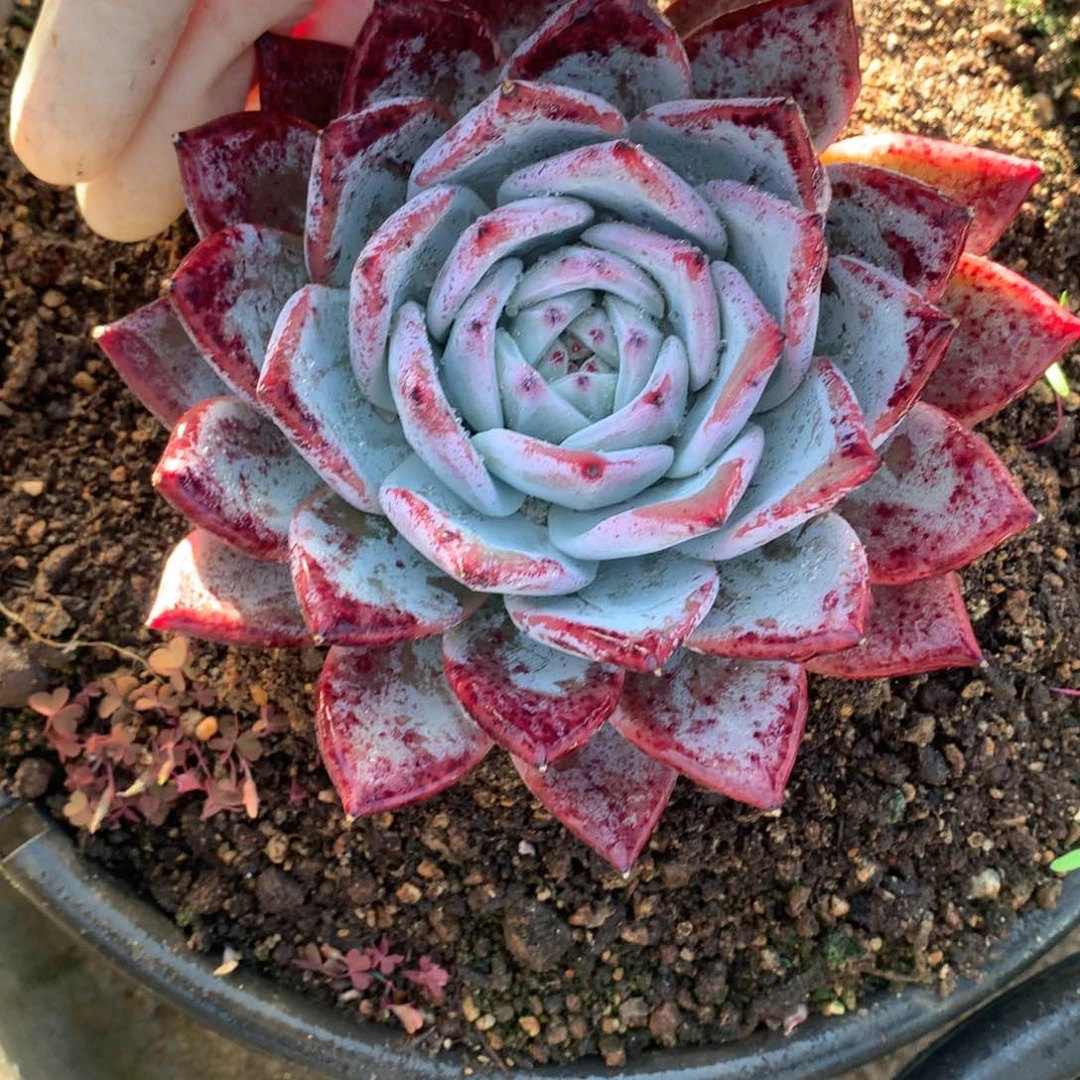 红糖卡多肉一物一拍