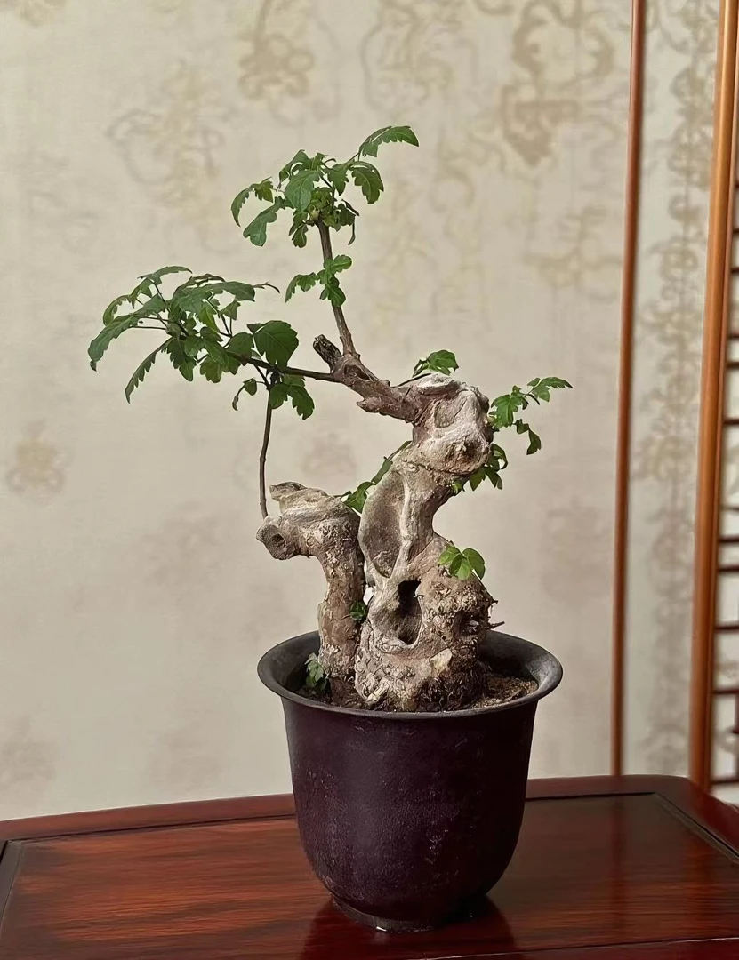 黄荆盆景熟桩老桩荆轲疙瘩绿植舍利室内阳台庭院提根四季可种特价