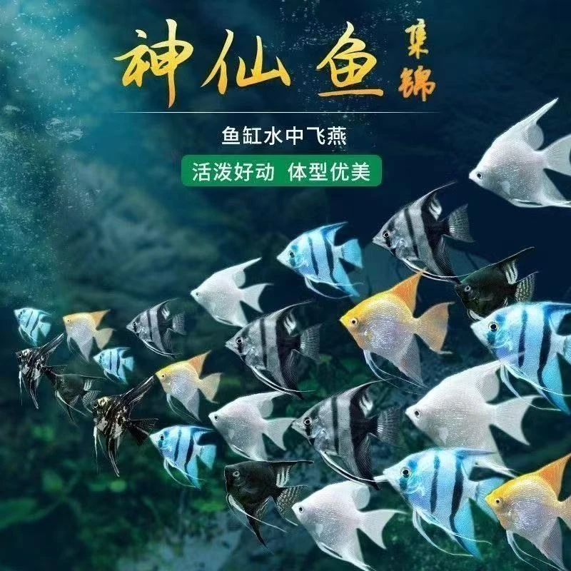 神仙鱼秘鲁七彩神仙燕鱼热带淡水鱼观赏小鱼热带淡水鱼