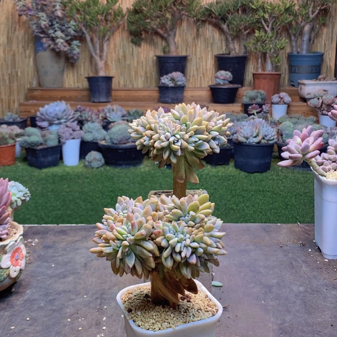 ?***香95号淡雪缀多肉