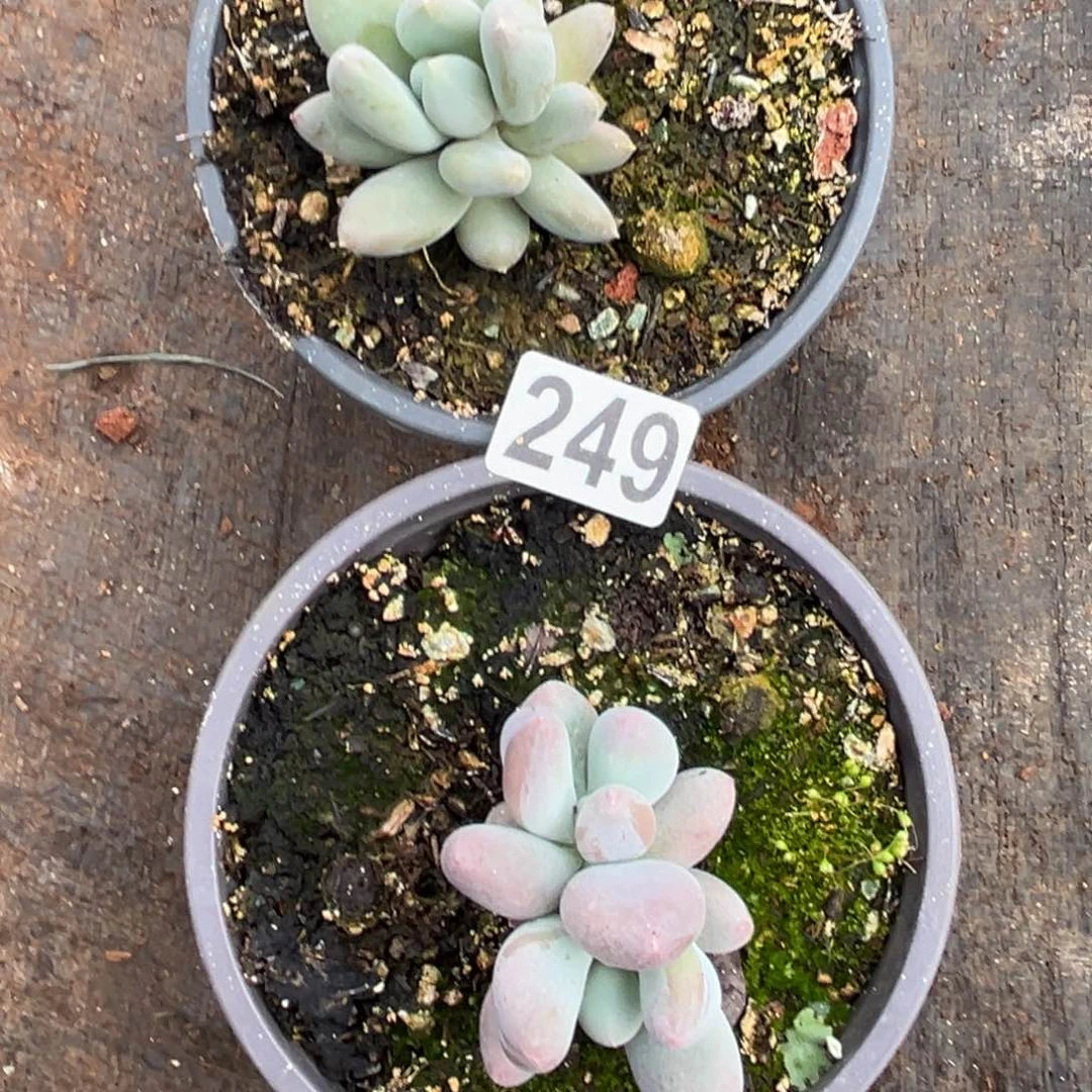 多肉植物Mike奶哥特249