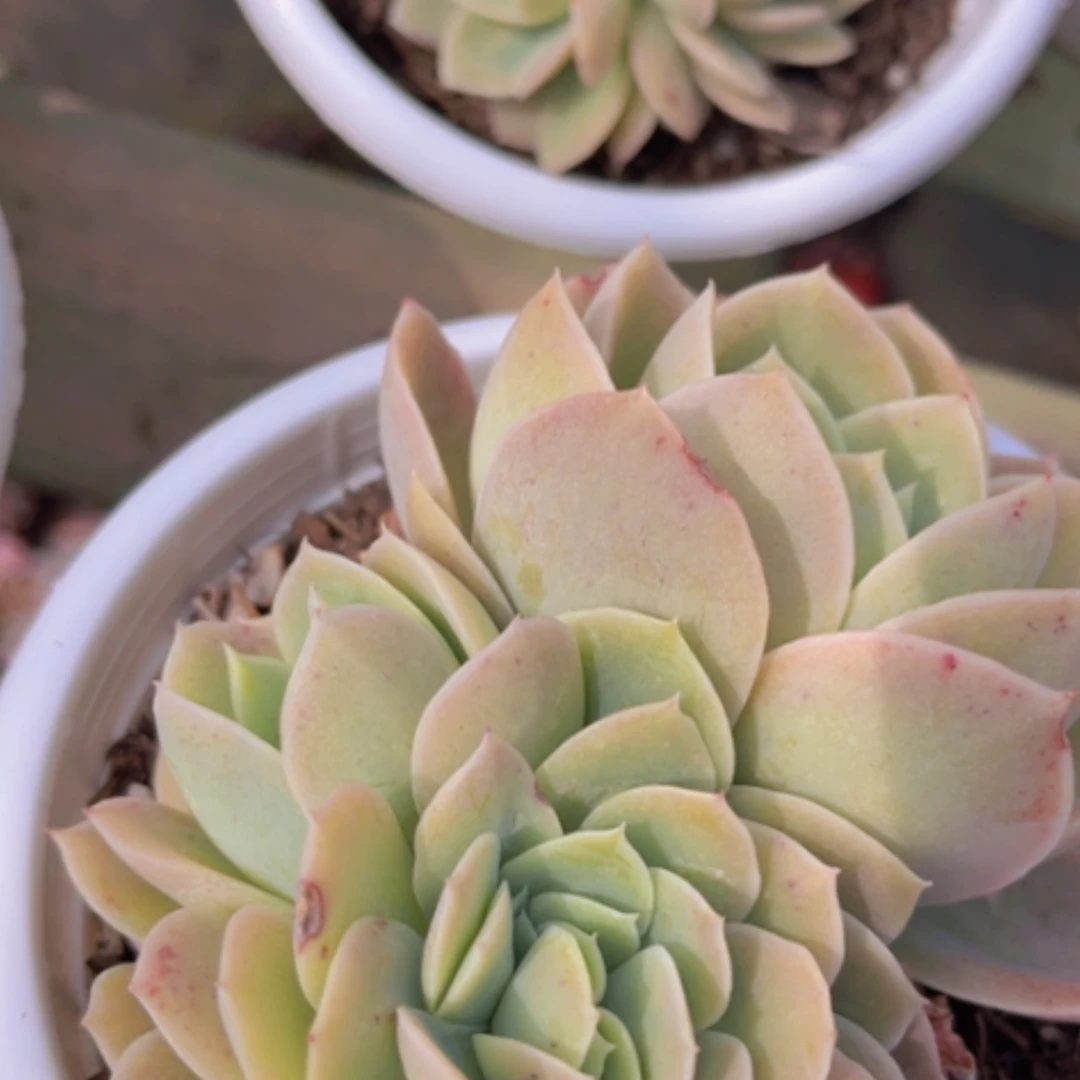 【闪购商品】星纳塔缀0586