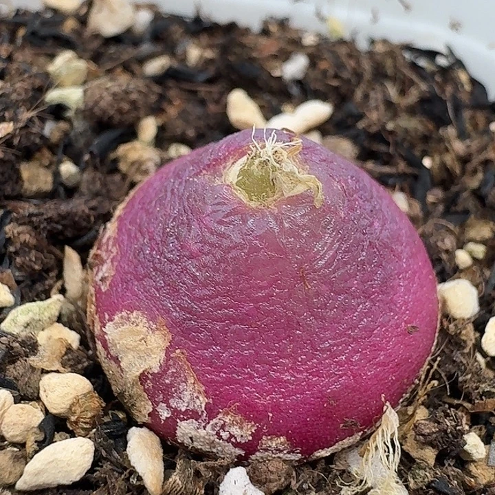 老马生石花灯泡2129