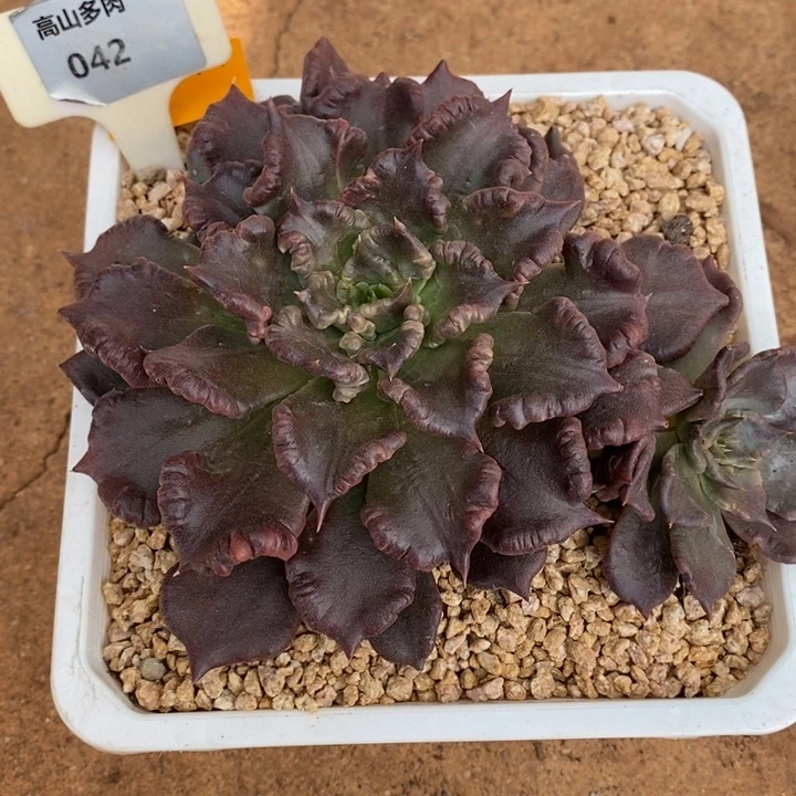 城***哥D042- 直播福利 黑饺子皮