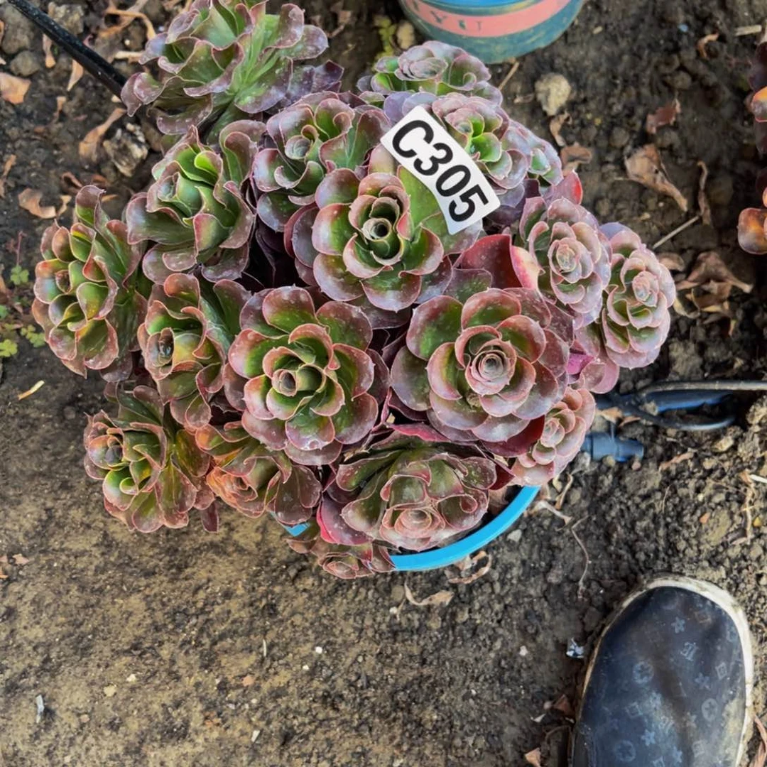 魅金法师16///31包邮