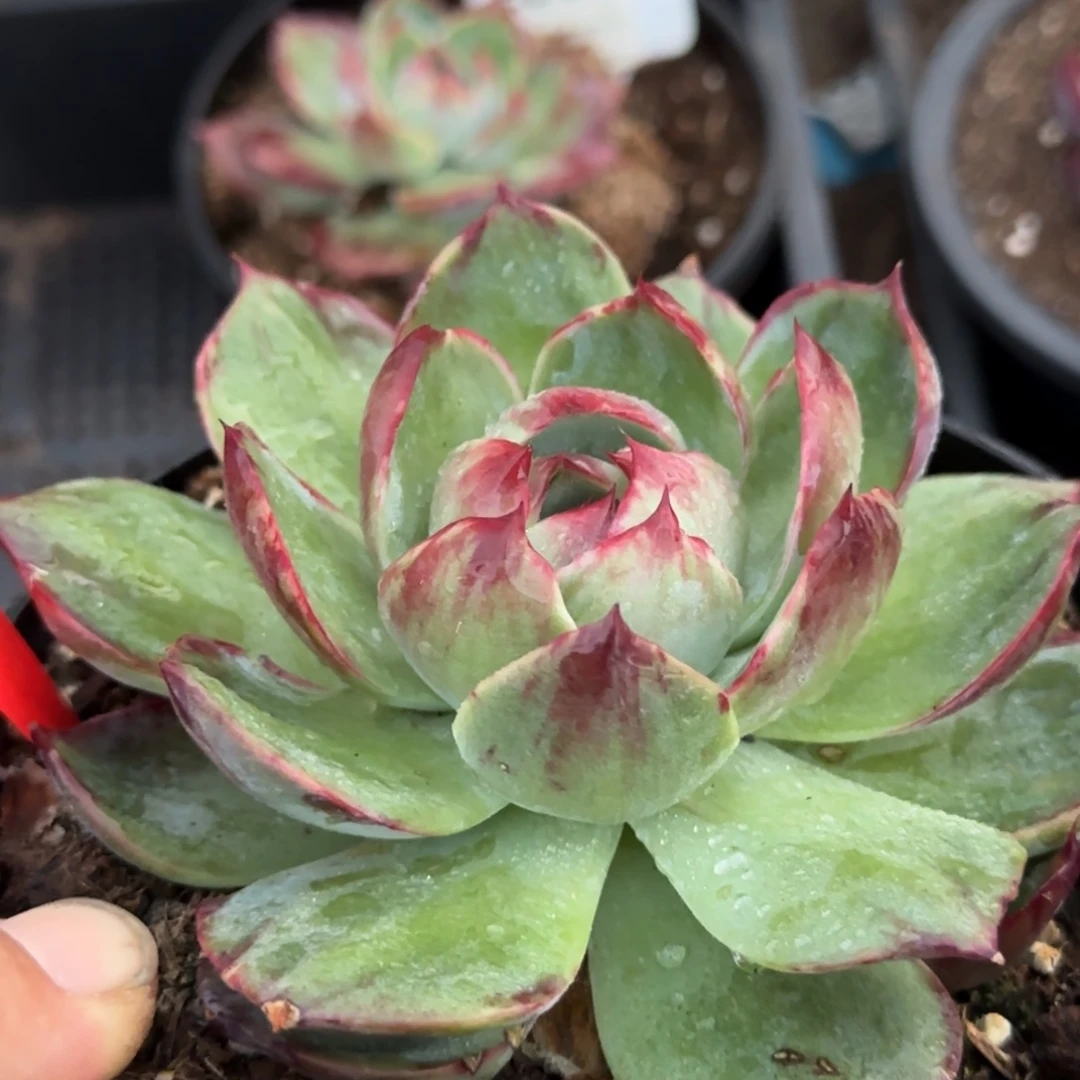 惊鸿一物一拍包装包装收缩花旱215