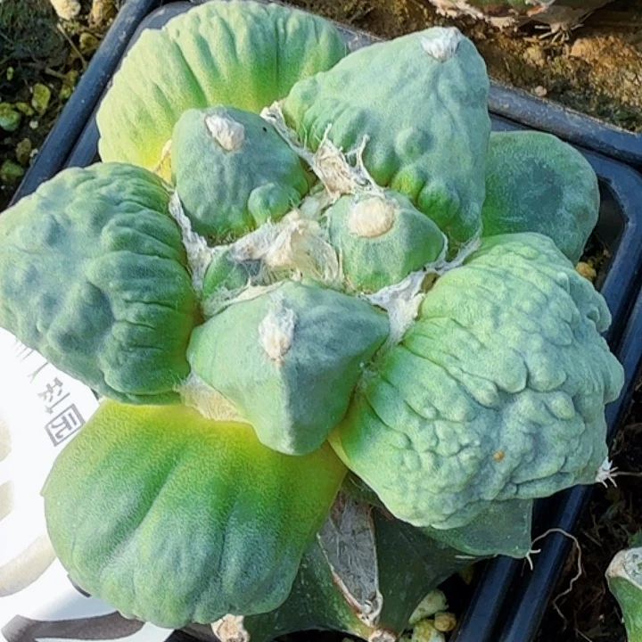 无花朵苗接白肌大尤怒涛202