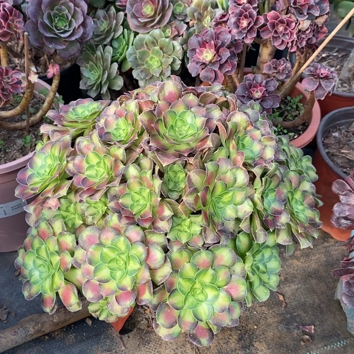 韶华多肉植物45。