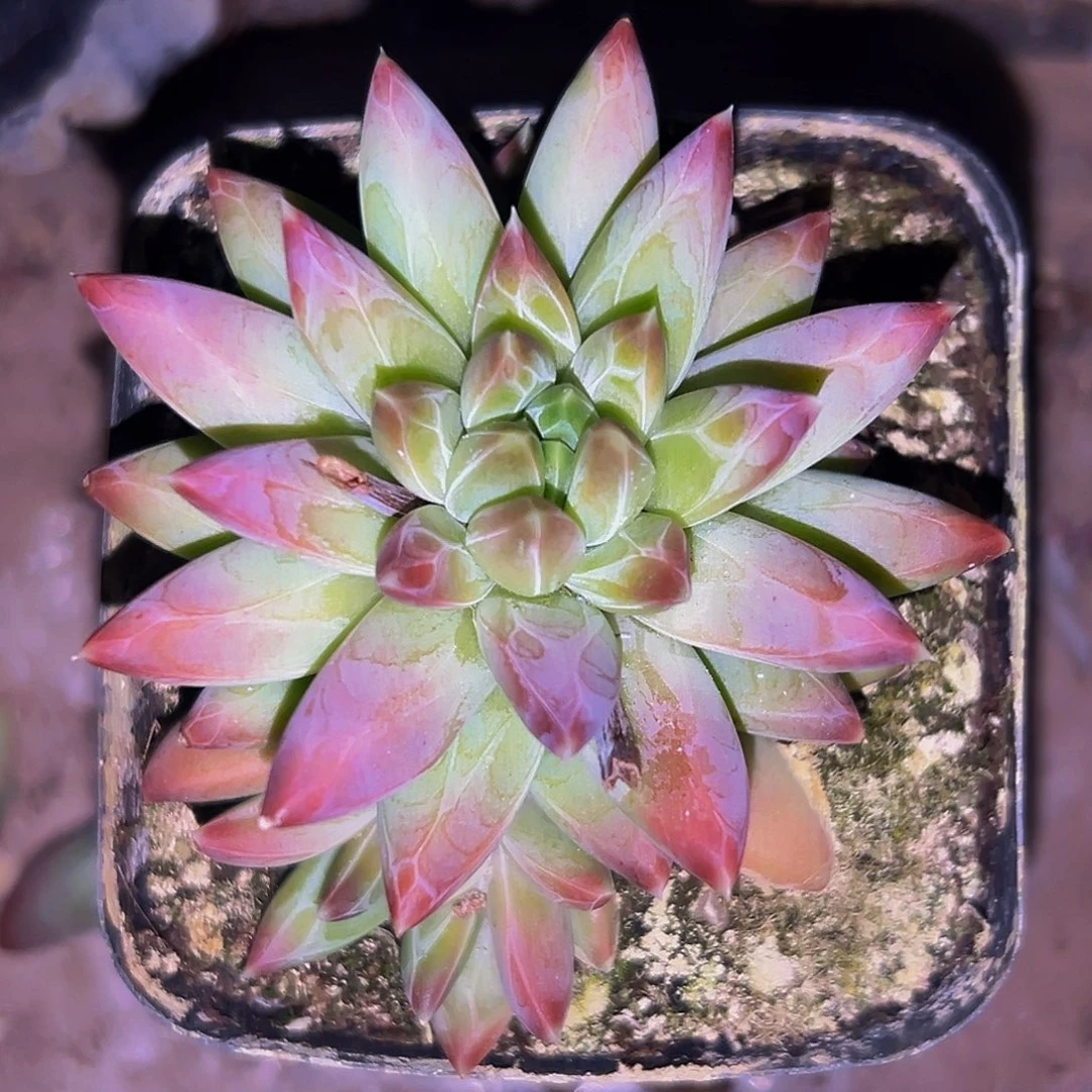 桔云多肉美人精品系列